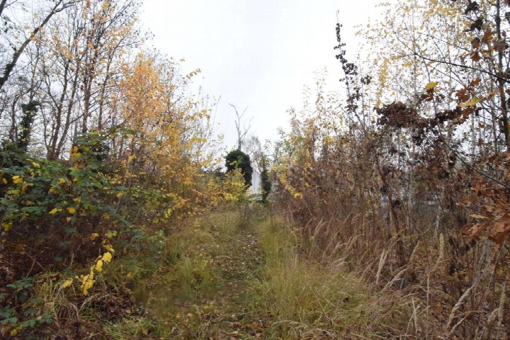 Überwuchertes Grundstück mit hohem Gras, Sträuchern und Bäumen im Herbstlaub, Seite Koloniestraße, Burg
