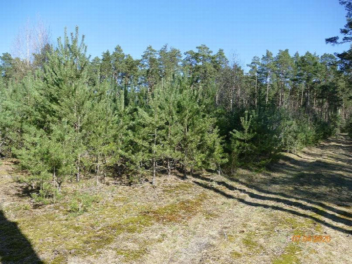 Waldstück mit jungen Kiefern und Moosbewuchs im Gelände von Calvörde OT Dorst