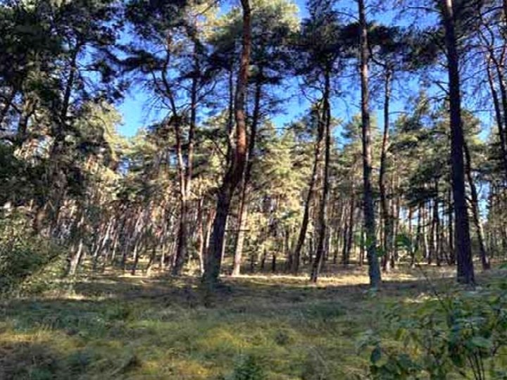 Garten — Land- und forstwirtschaftlich genutztes Grundstück in Gumtow OT Döllen