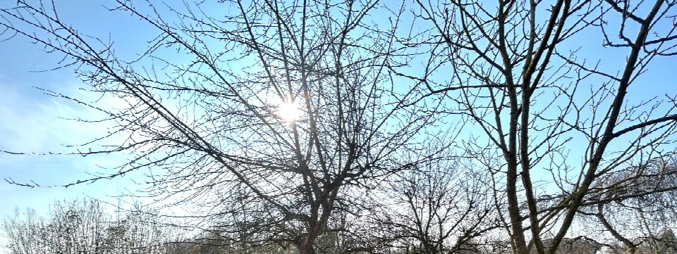 Bäume ohne Laub unter blauem Himmel mit Sonnenschein auf einem Grundstück in Münster