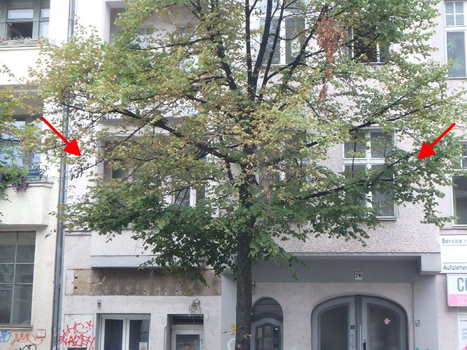 Außenansicht der Vorderseite eines Mehrfamilienhauses in Berlin, Paradiesstraße, mit Eingangstüren, Fenstern und einem Baum im Vordergrund
