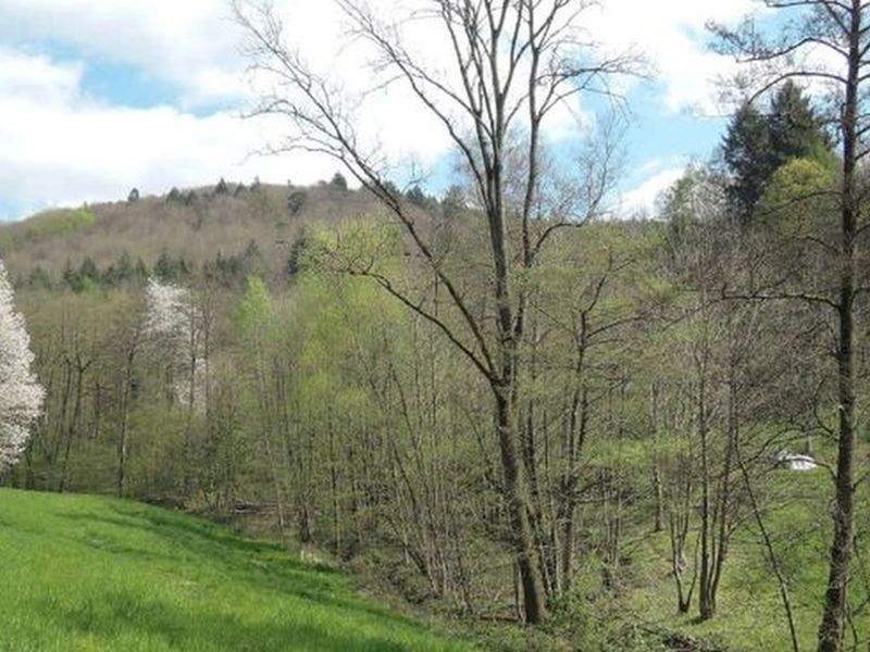 Garten — Land- und forstwirtschaftlich genutztes Grundstück in Heidelberg, Kurfürsten-Anlage 15
