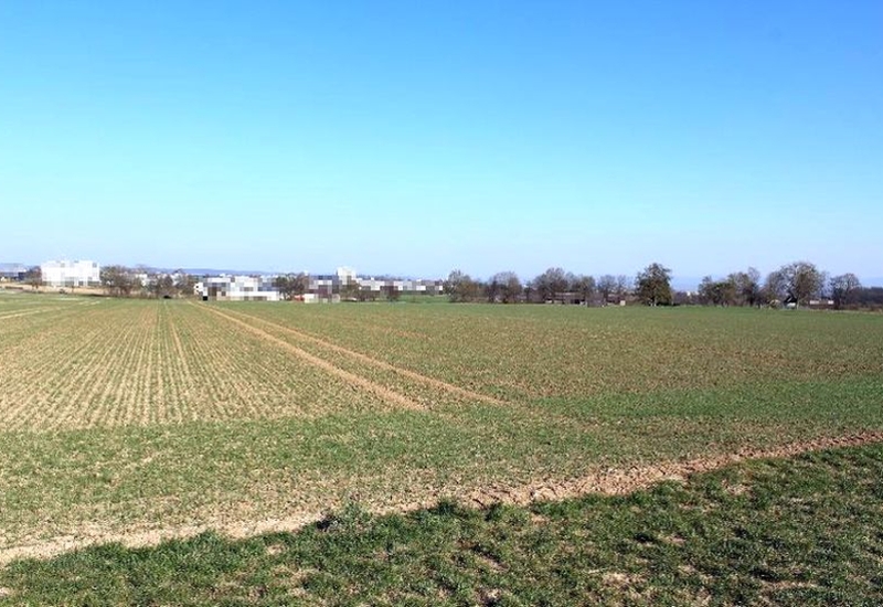 Ackerland in Ostfildern, Hülbe nahe Sillenbucher Straße, mit Reihen junger Pflanzen unter klarem Himmel; im Hintergrund Bäume und Gebäude