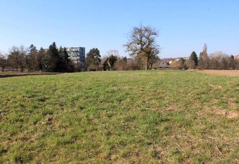 Grünes Ackerland mit vereinzelten Bäumen, im Hintergrund Wohngebäude in Ostfildern, Schmiedäcker an der Sillenbucher Straße
