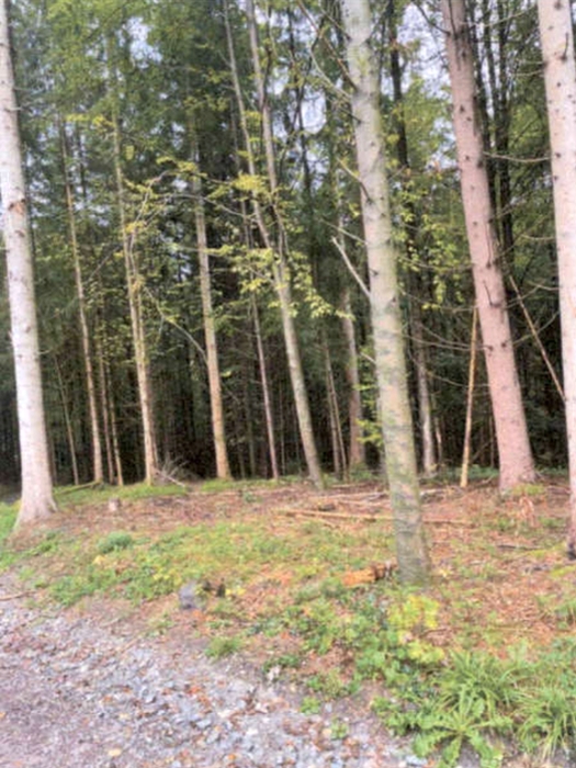 Waldstück mit hohen Bäumen und bewachsenem Boden, Grundstück in Althütte, 71566