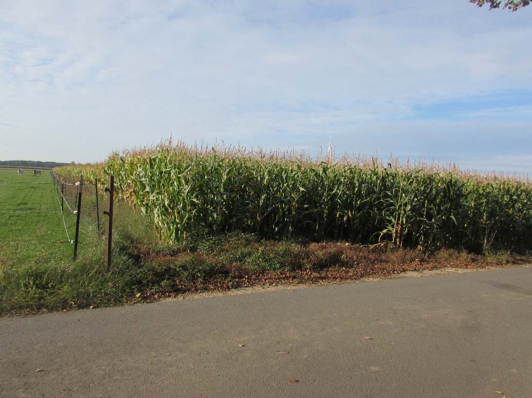 Ackerland mit Maisfeld am Essiger Weg 5 in Waldfeucht, Heinsberg. Grünflächen und Zaun im Vordergrund, asphaltierte Straße im Vordergrund
