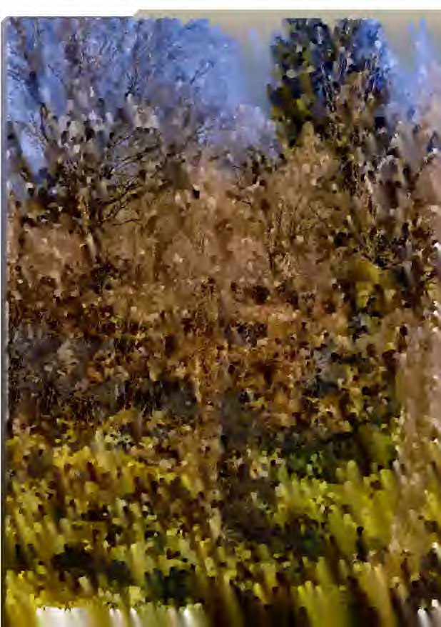 Blick auf Bäume und Sträucher mit herbstlichen Blättern auf einem unbebauten Grundstück in Marburg