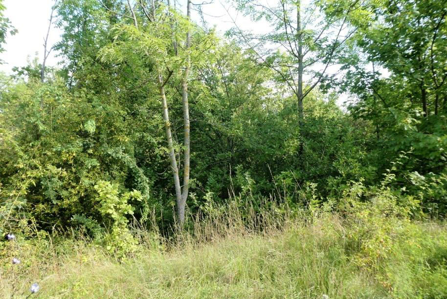 Unbebautes Grundstück mit Gras, Sträuchern und Bäumen in Erfurt, Unter dem Berge