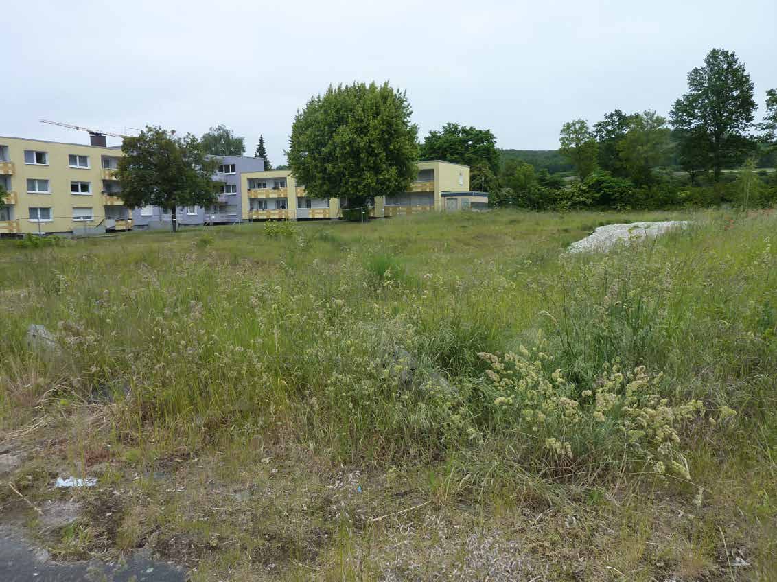 Überwuchertes Grünland vor mehrstöckigen Wohngebäuden in Halle, Sandkamp 25/27