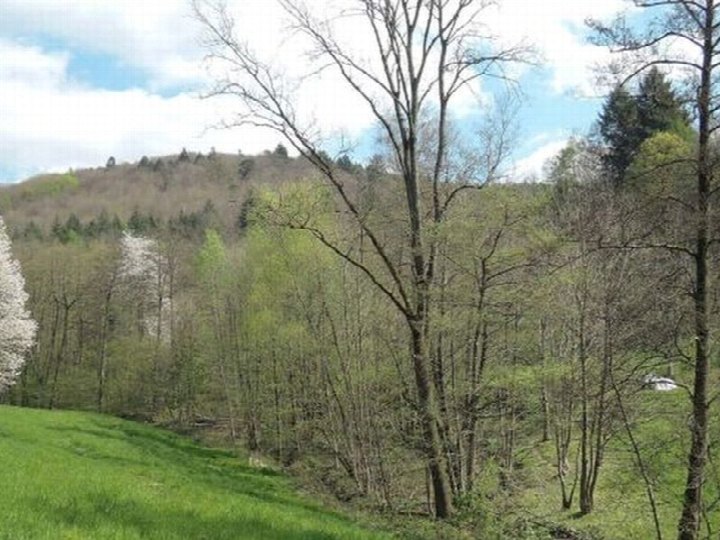 Garten — Land- und forstwirtschaftlich genutztes Grundstück in Heidelberg, Kurfürsten-Anlage 15