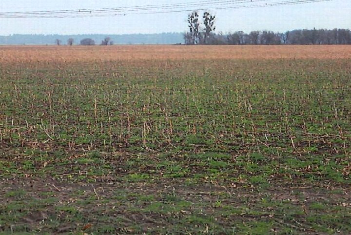 Garten — Land- und forstwirtschaftlich genutztes Grundstück in Freiwalde