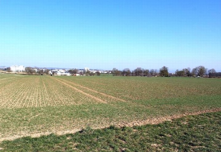 Ackerland in Ostfildern, Hülbe nahe Sillenbucher Straße, mit Reihen junger Pflanzen unter klarem Himmel; im Hintergrund Bäume und Gebäude