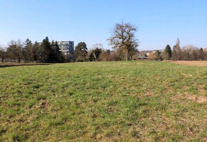 Grünes Ackerland mit vereinzelten Bäumen, im Hintergrund Wohngebäude in Ostfildern, Schmiedäcker an der Sillenbucher Straße