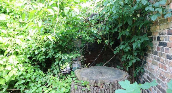 Gartenbereich mit üppigem Grün, Sträuchern und einem Baumstumpf vor einer Backsteinmauer