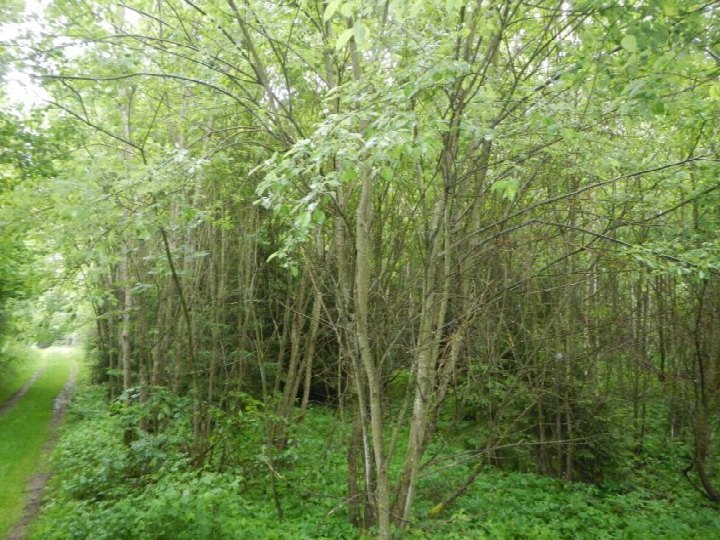 Dichter Laubwald mit jungen Bäumen und Unterwuchs am Rand eines Weges auf land- und forstwirtschaftlich genutztem Grundstück in Hohenau, Oberhüttenwald