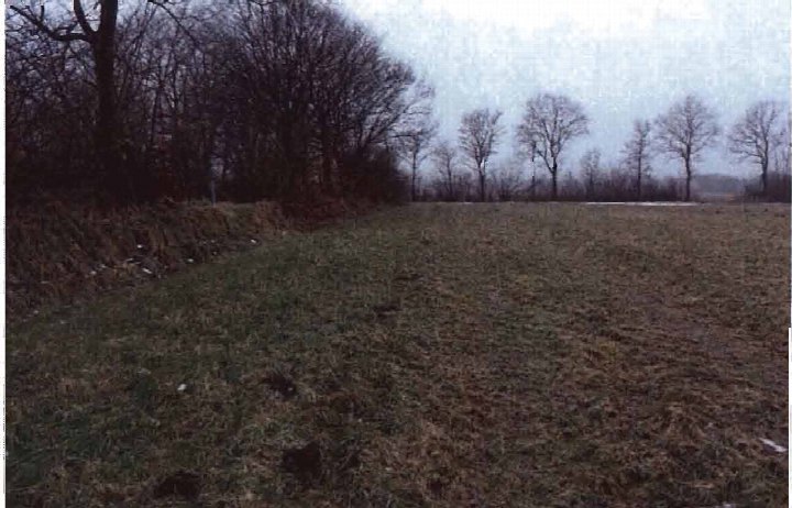 Grasbewachsener Acker mit kahlen Bäumen im Hintergrund, landwirtschaftlich genutztes Grundstück in Rantrum