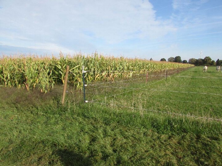 Grünes Feld mit Maispflanzen und Drahtzaun, im Hintergrund Weide mit Tieren und Bäumen