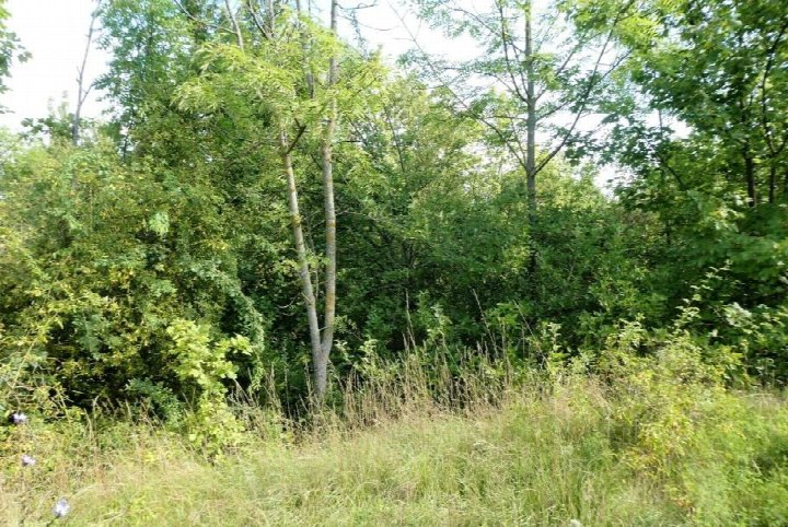 Unbebautes Grundstück mit Gras, Sträuchern und Bäumen in Erfurt, Unter dem Berge