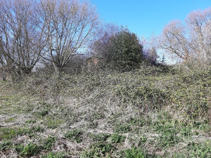 Überwuchertes Grundstück mit kahlen Bäumen und Sträuchern unter klarem Himmel, Teil des Gartens eines Einfamilienhauses in Krummhörn