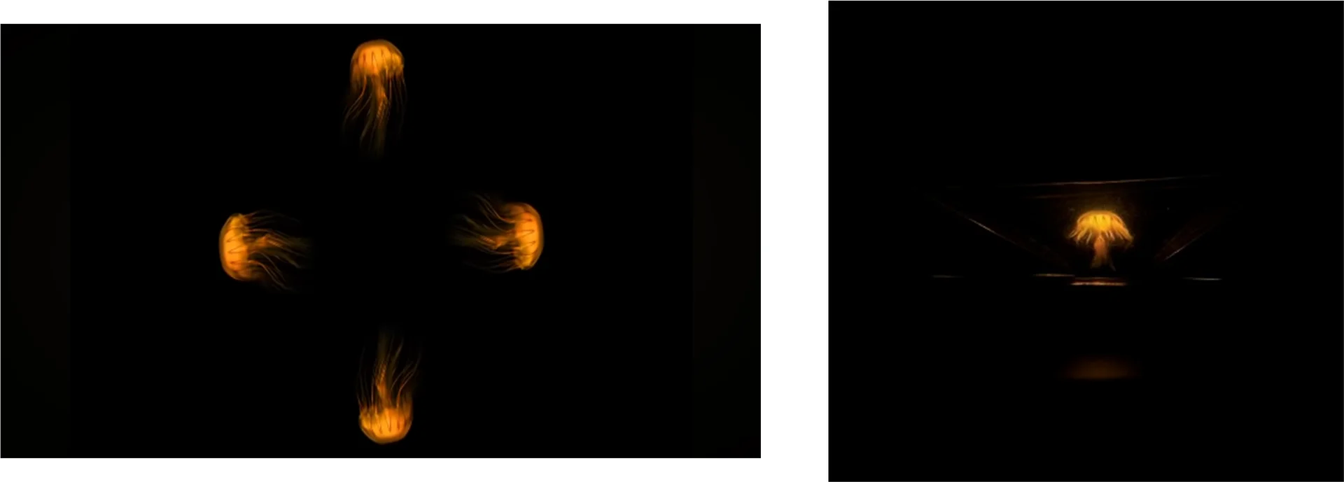 Fig. 10: Performance comparison of 2D visuals and holographic projections