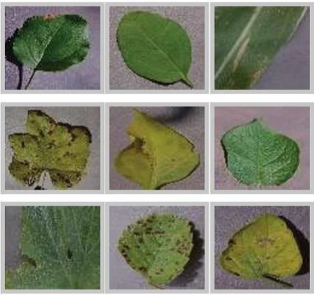 Fig. 1: Sample examples of plant leaf images.
