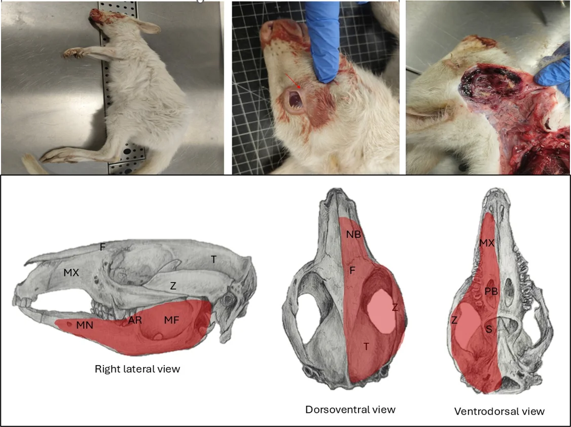 Fatal Necrotizing and Suppurative Masticatory Myositis with Intracranial Involvement in an Albino Bennett's Wallaby (Notamacropus rufogriseus) — graphical abstract