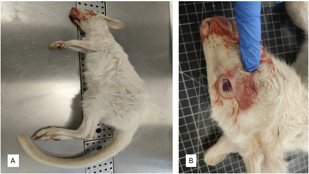 (A) Juvenile albino female Bennett's wallaby (N. rufogriseus); (B) Right periocular region showing mild edema and serous discharge (red arrow).