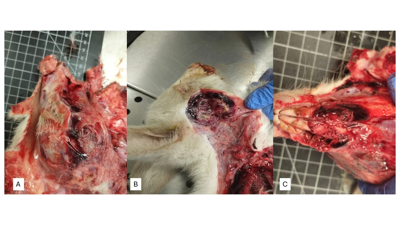 (A) Gross lesions of the right masticatory region. Moderate edema and marked vascular congestion of the right masseter and digastric muscles. (B) Dark red to black, friable muscle with extensive necrosis and purulent foci. (C) Dark red discoloration and friability of the orbicularis oris muscle.