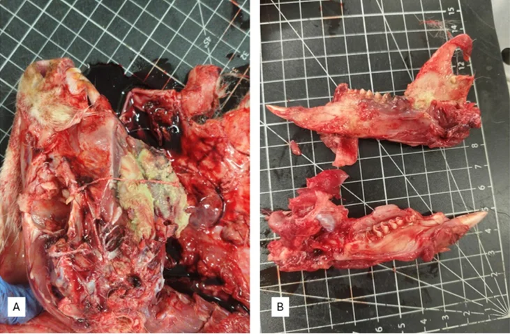 Abscess formation near the masseteric fossa. (A) Purulent lesion adjacent to the masseteric fossa. (B) Abscess overlying the jawbone; no gross bone destruction was observed. The contralateral healthy jaw is shown for comparison.
