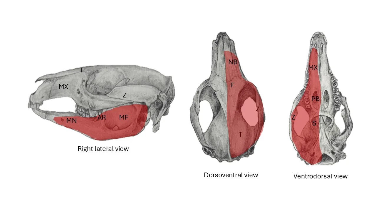 Schematic representation of the affected anatomical regions, marked in red. MX: maxilla; MN: mandible; AR: anterior border of the ascending ramus of the dentary; MF: masseteric fossa; Z: zygomatic bone; F: frontal bone; NB: nasal bone; T: temporal bone; PB: palatine bone; S: sphenoid bone.