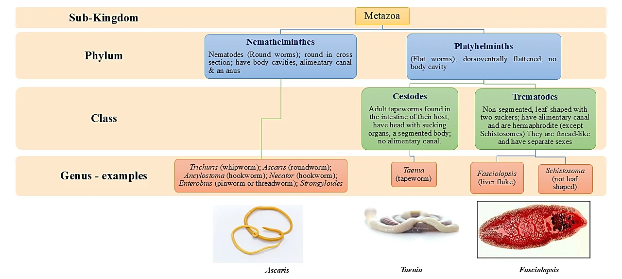 Taxonomic classification of helminths.
