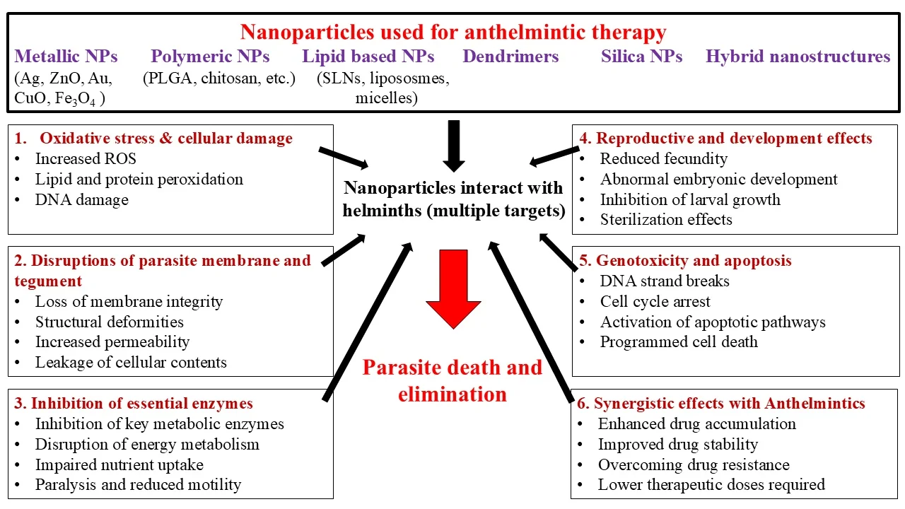 Graphical representation of anthelmintic activity of various nanoparticles and their mode of action.