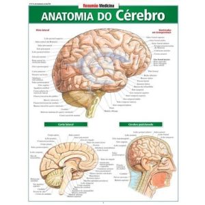 RESUMÃO MEDICINA - ANATOMIA DO CÉREBRO - BARROS, FISCHER & ASSOCIADOS