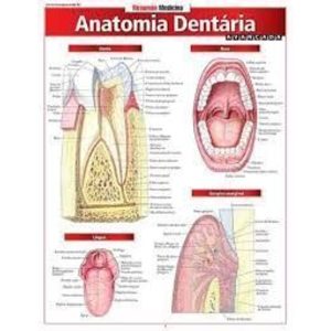 RESUMÃO MEDICINA - ANATOMIA DENTÁRIA - BARROS, FISCHER & ASSOCIADOS