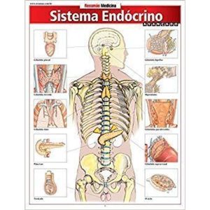 SISITEMA ENDOCRINO AVANCADO - 1 - BARROS, FISCHER & ASSOCIADOS