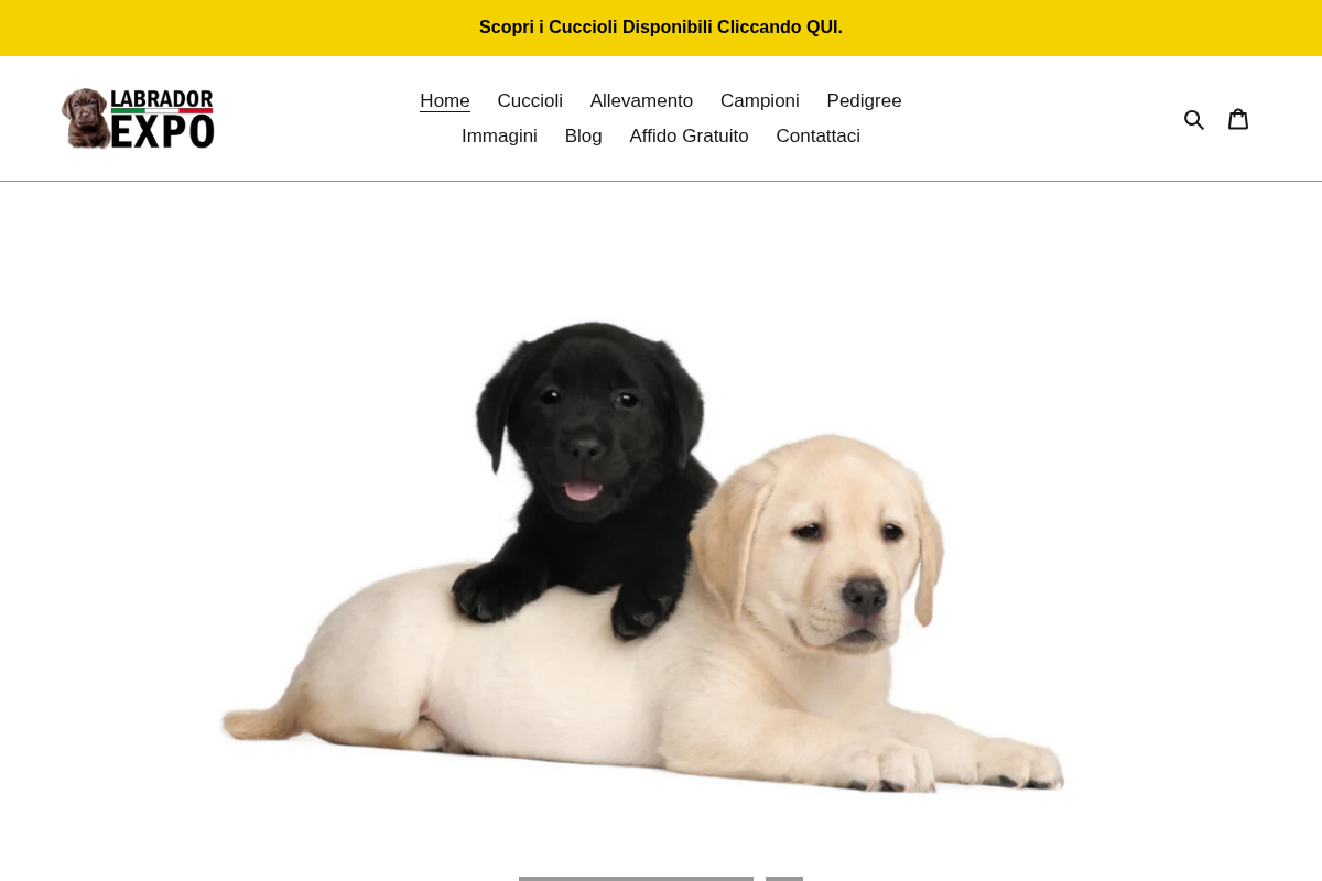 allevamento-labrador-expo.com homepage screenshot