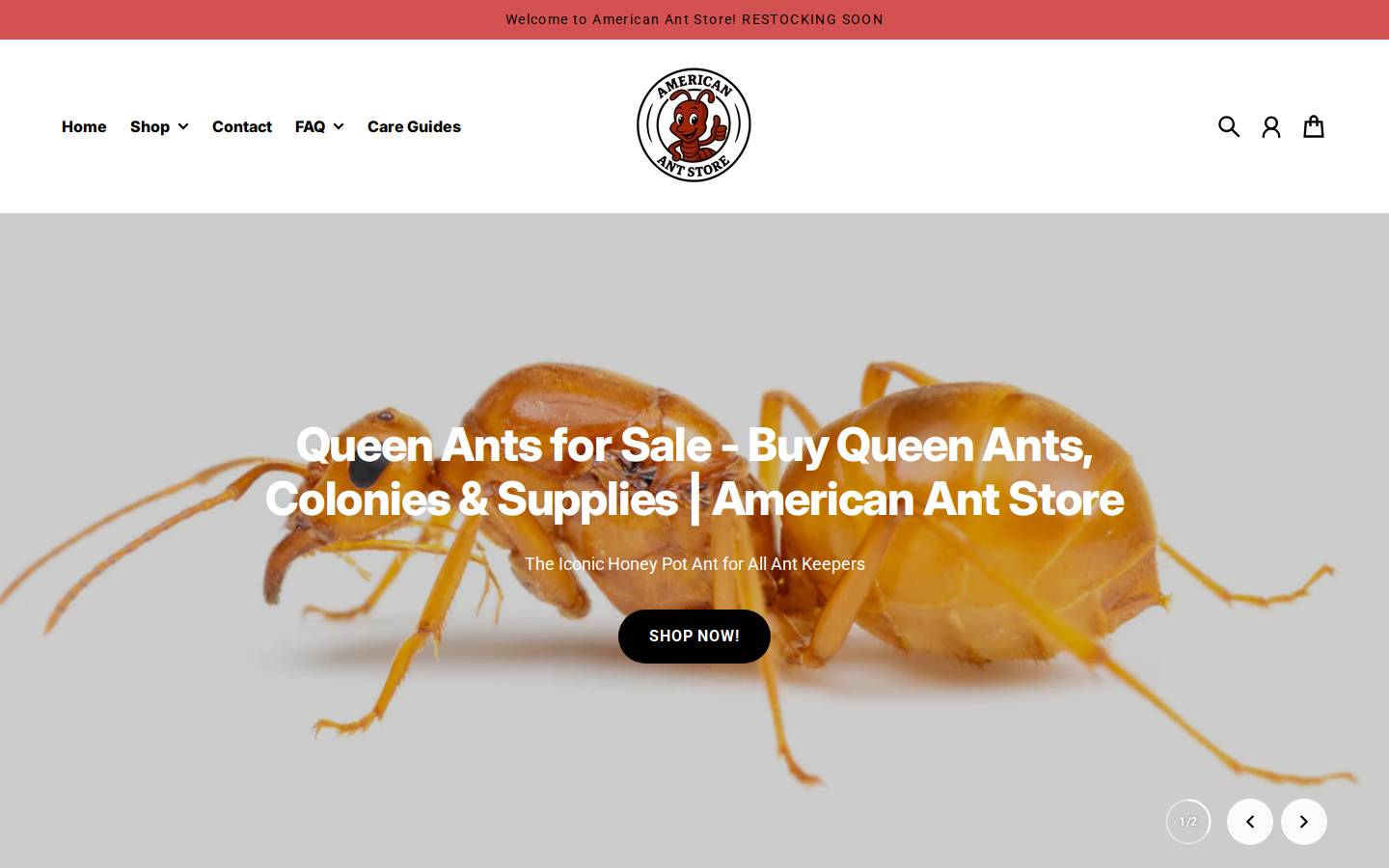 americanantstore.com homepage screenshot