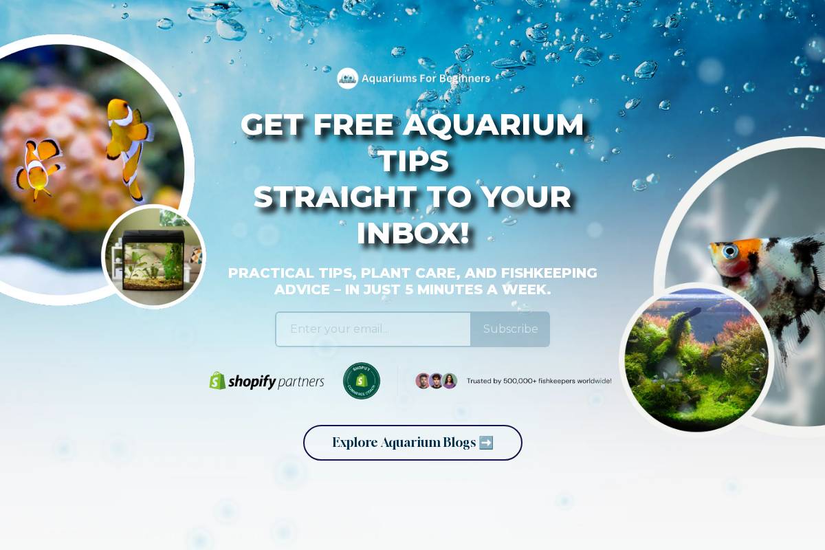 aquariumsforbeginners.com homepage screenshot