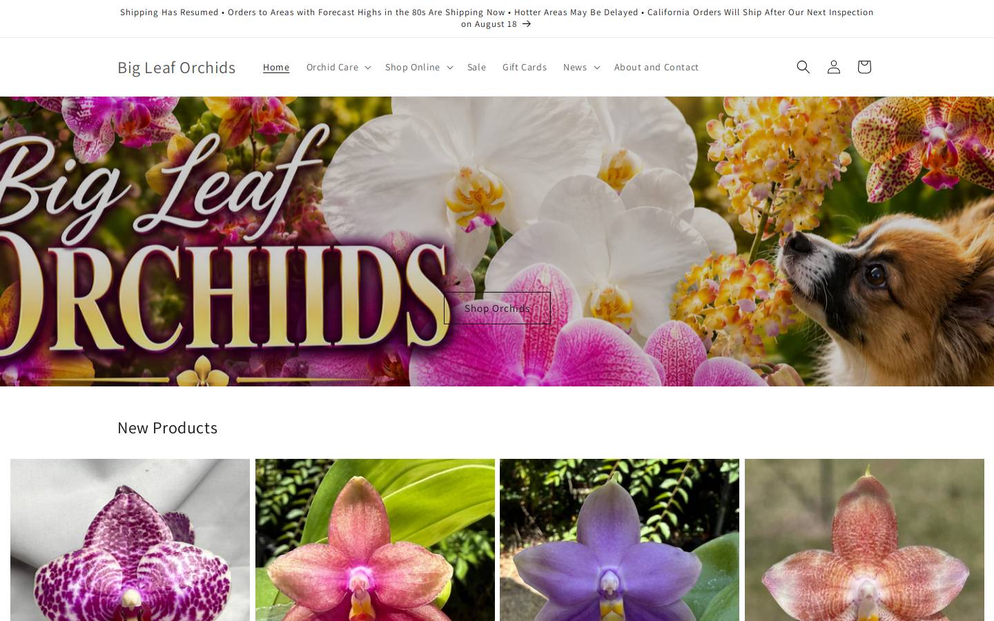 bigleaforchids.com homepage screenshot