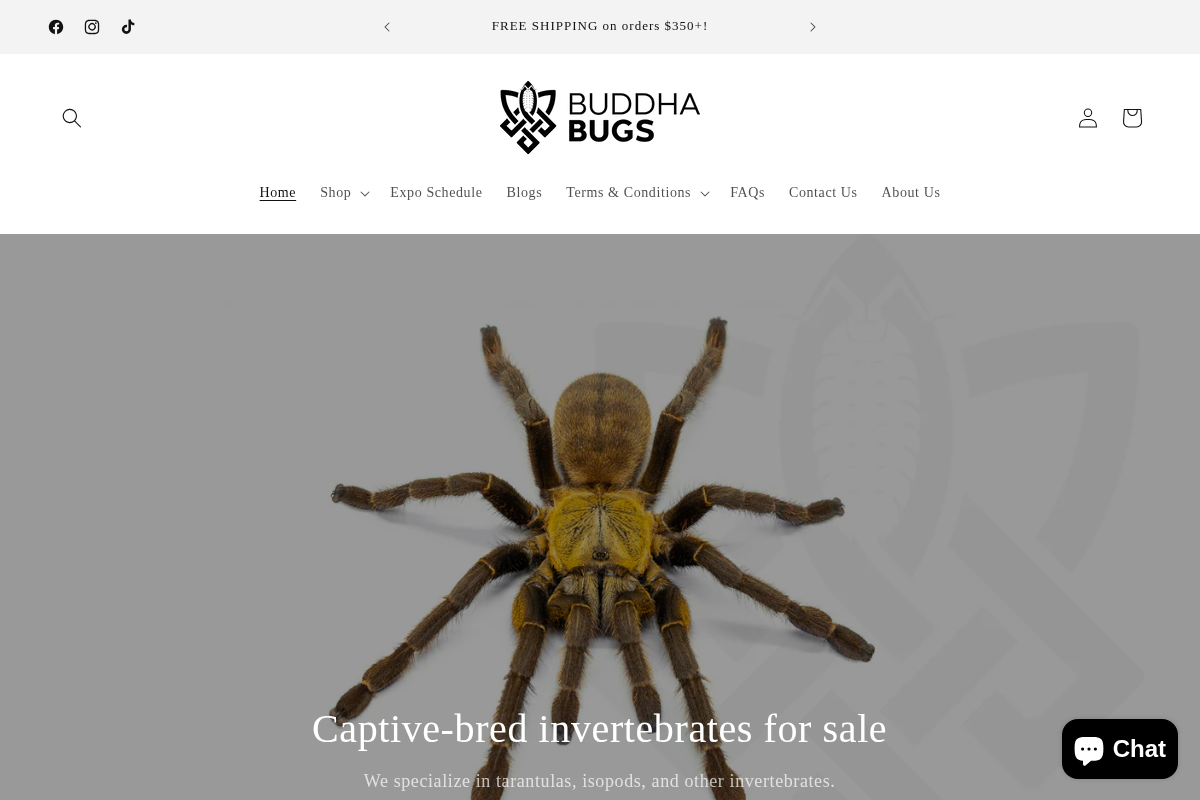 Buddha Bugs homepage screenshot