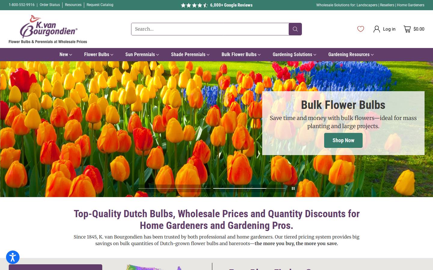 Dutchbulbs homepage screenshot