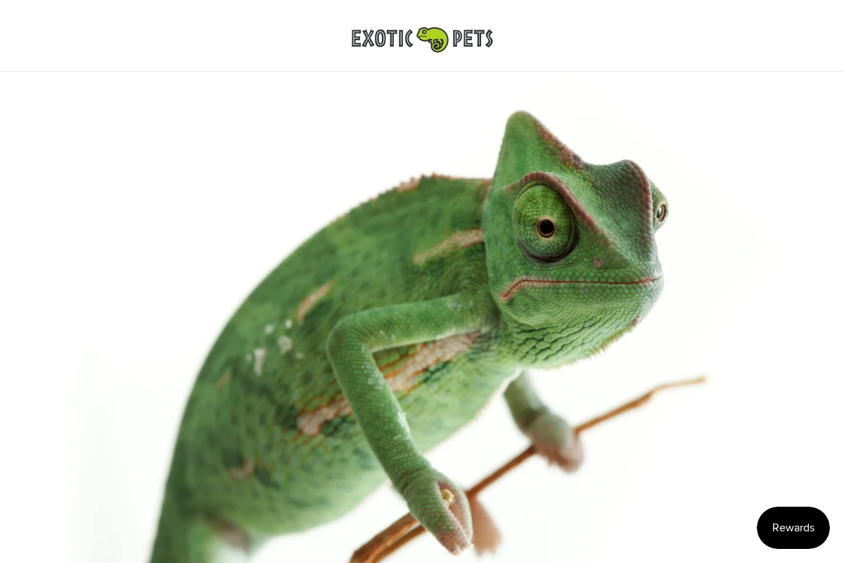 Exotic Pets homepage screenshot
