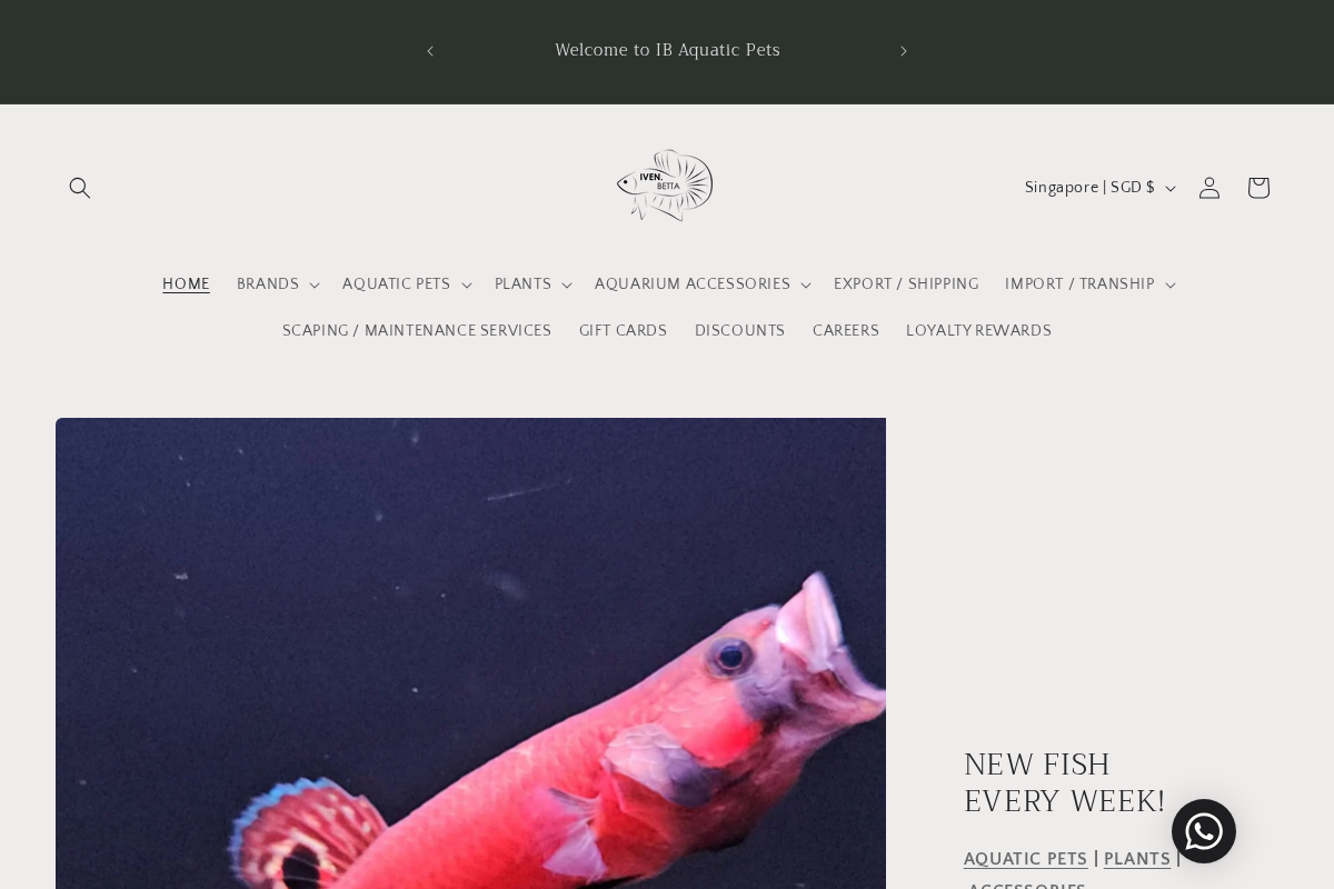 ivenbetta homepage screenshot