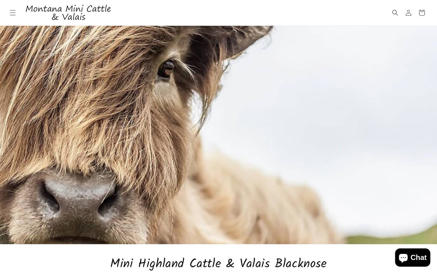 montanaminicattle.com homepage screenshot