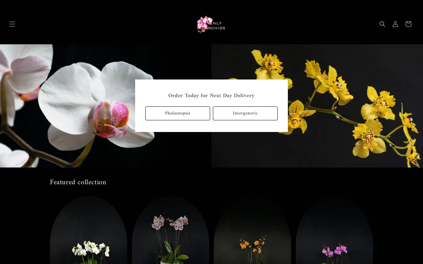 onlyorchidsnyc.com homepage screenshot
