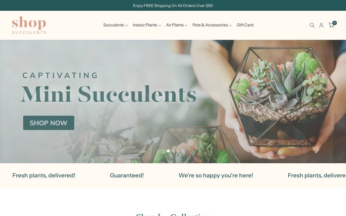 shopsucculents.com homepage screenshot