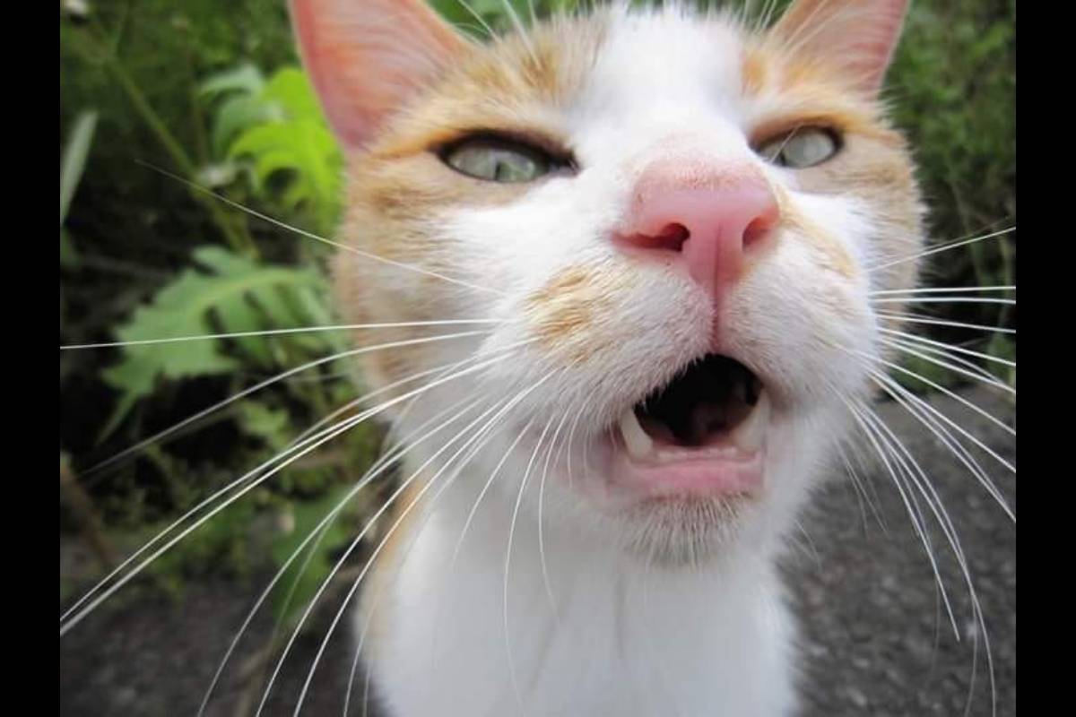 tiarerose.com homepage screenshot