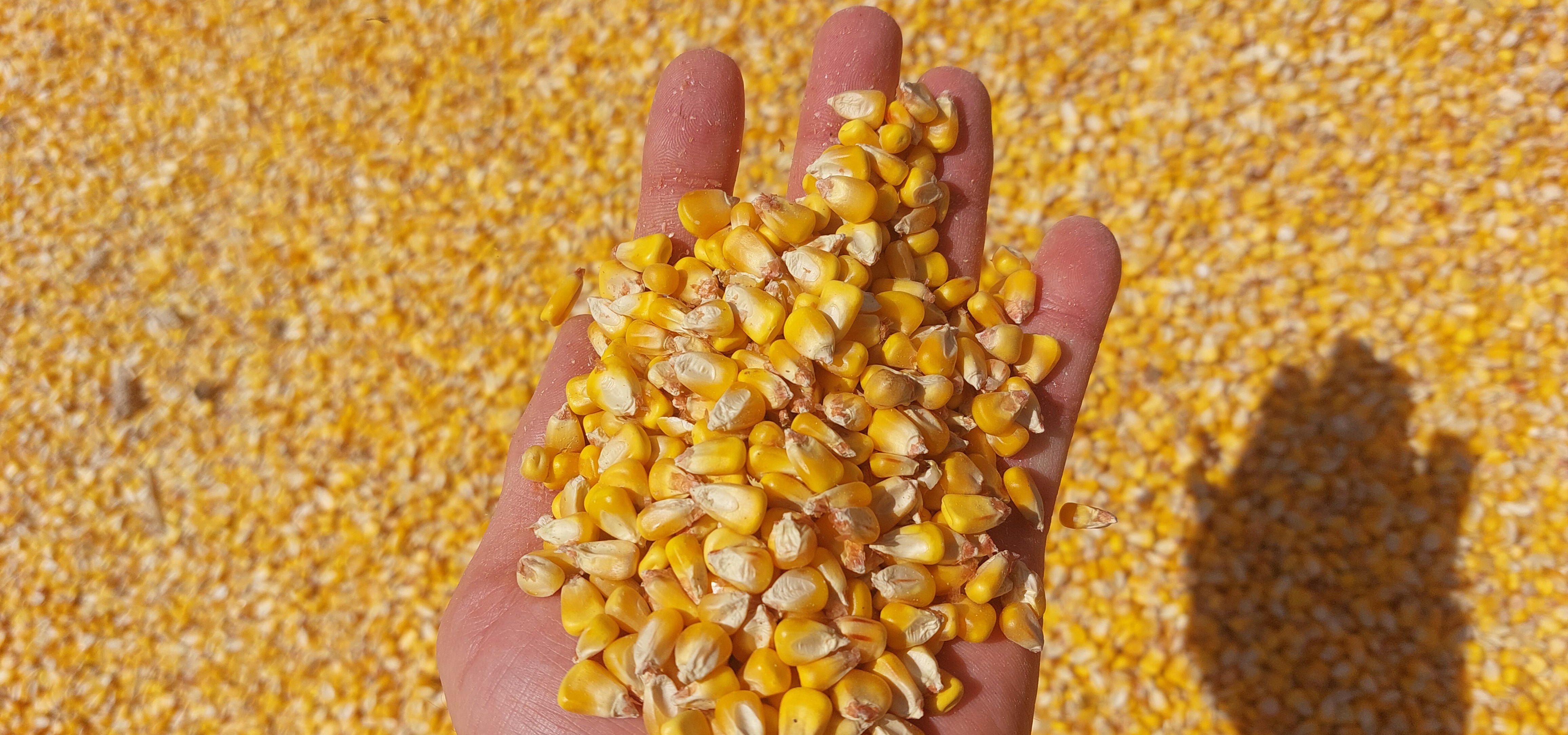 GAFTA loading supervision. Close view of corn taken during cargo monitoring