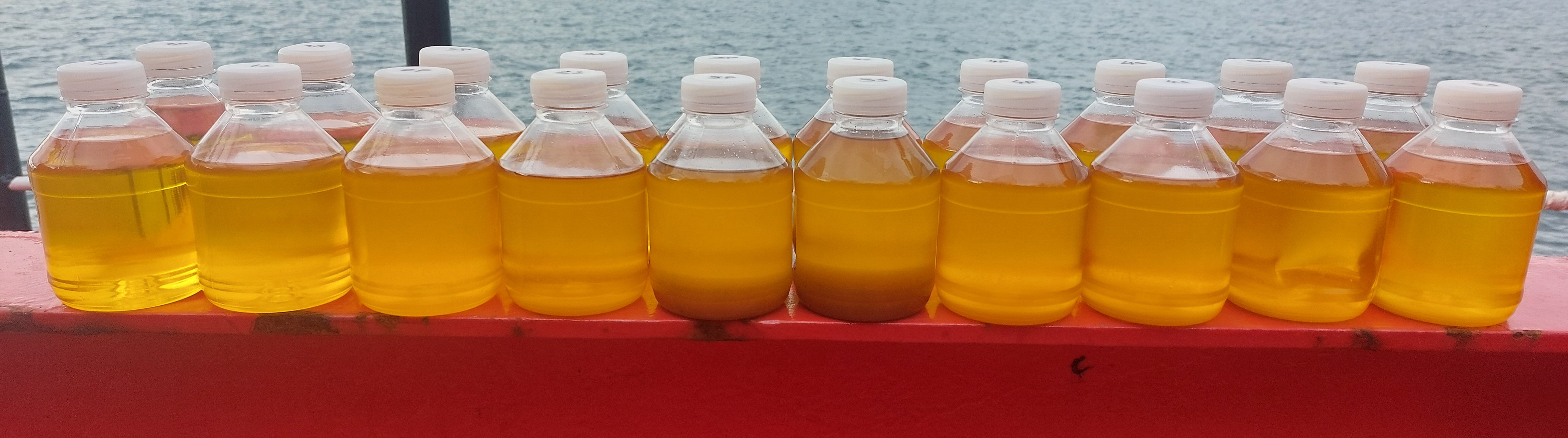 FOSFA discharge supervision. General view of samples of sunflower oil in bottles taken from each tank, two samples from each tank