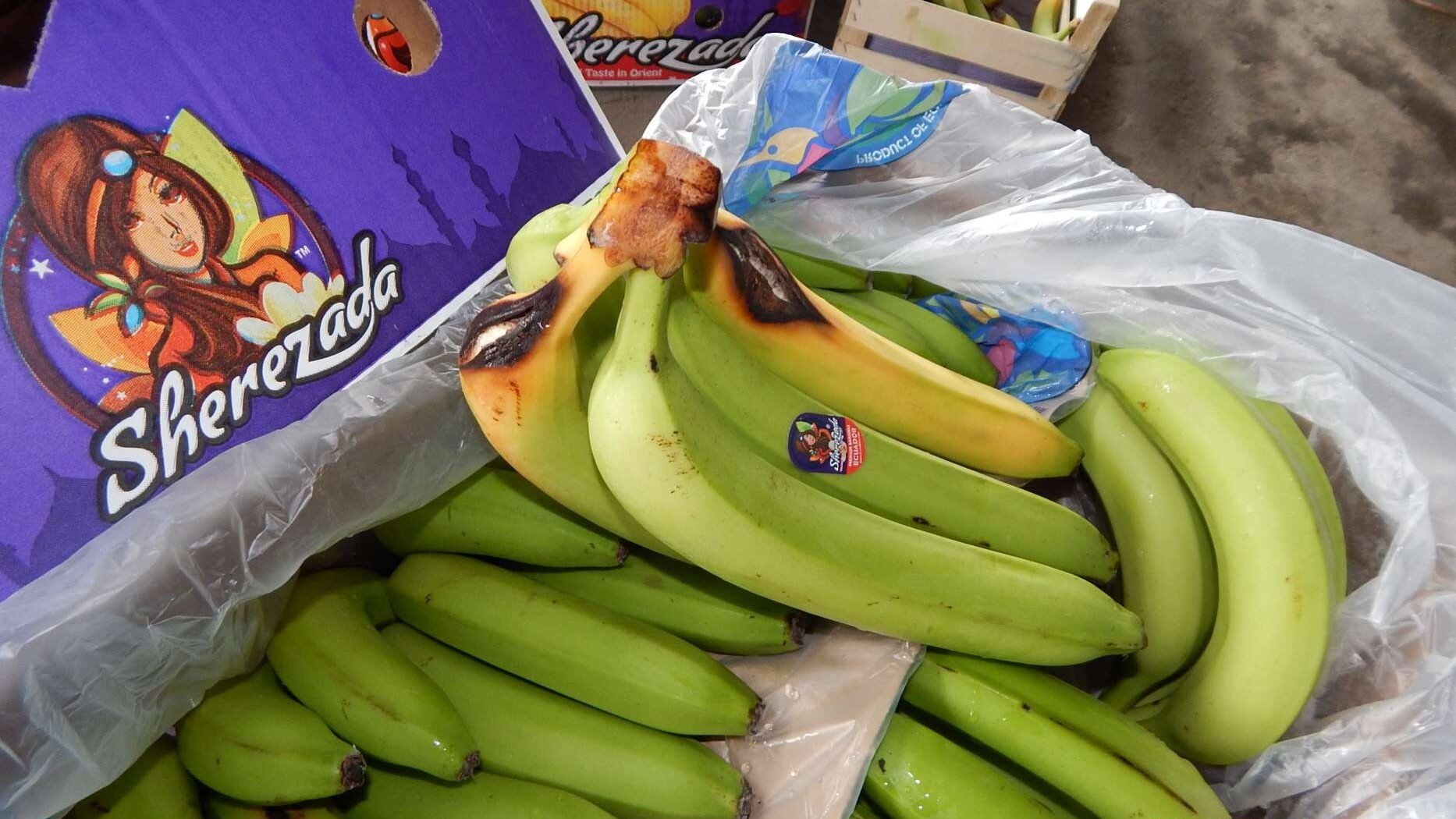 Random inspection of boxes with allegedly damaged bananas. Visual condition